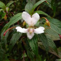 Impatiens cuspidata subsp. bipartita (Arn.) Grey-Wilson